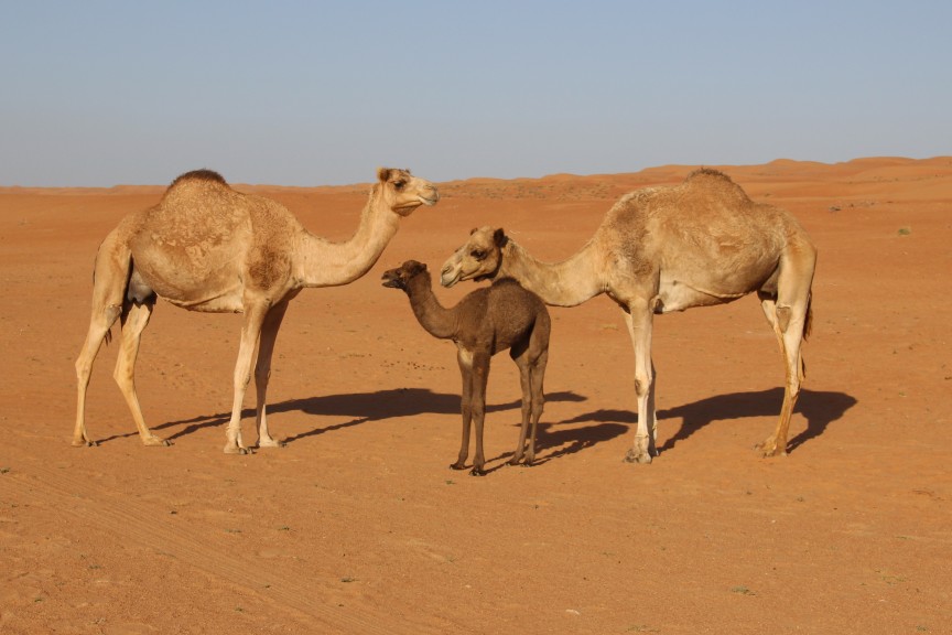 Camels / Wahiba Desert /  / OMN