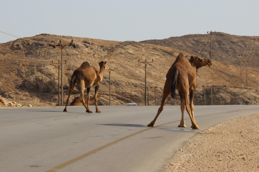 Camels / Near Mirbat /  / OMN